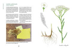 Teindre avec les plantes