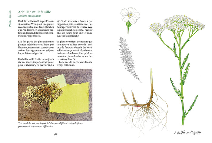 Teindre avec les plantes