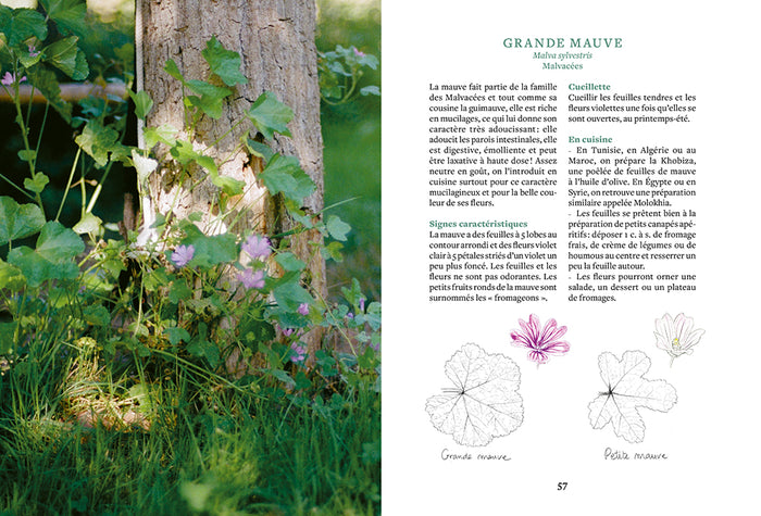 Cuisiner les plantes sauvages du jardin