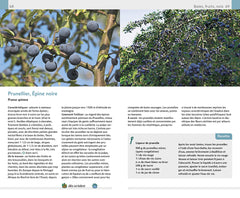 Plantes sauvages comestibles et toxiques