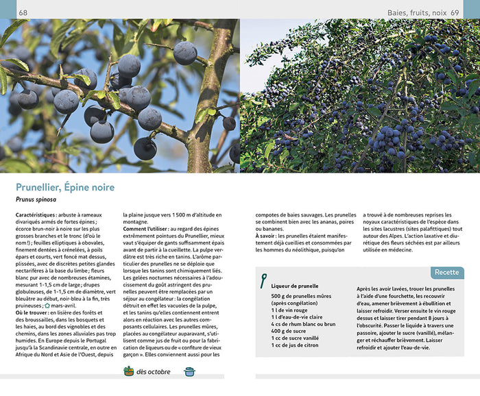 Plantes sauvages comestibles et toxiques