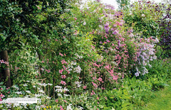 Toutes les plantes grimpantes