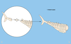 Requin - Construis ton requin géant en 3D