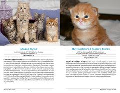Avoir un chat à Paris - Santé, toilettage, pattucure, cat-sitting et psy-chat-nalyse...