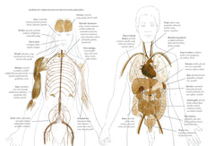 La pharmacie naturelle - Avec des plantes médicinales sauvages et du jardin