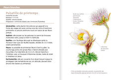 Fleurs des montagnes