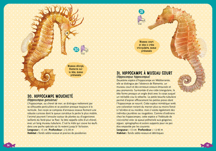 Guide des poissons de la Méditerranée