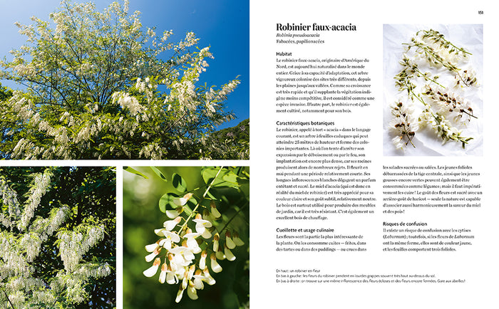 La cuisine des plantes sauvages