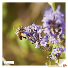 Petit manuel d apiculture douce en ruche Warré