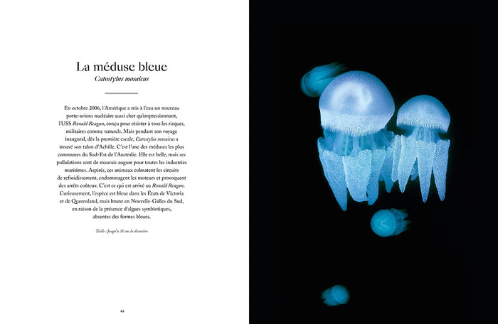 Le monde étrange et fascinant des méduses