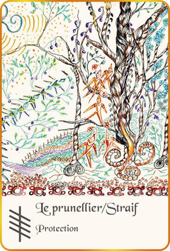 L'Ogham du bois sacré - Cartes Oracle