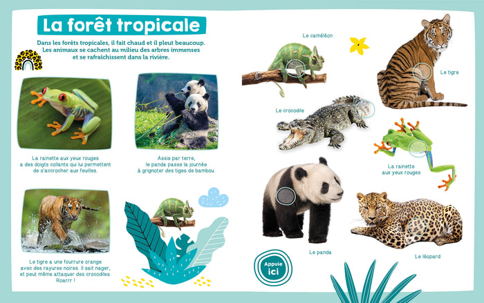 Mon imagier sonore - Les animaux sauvages