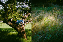 Cuisiner les plantes sauvages des chemins