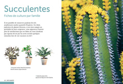 Cactées et succulentes - Comment les cultiver et les entretenir facilement