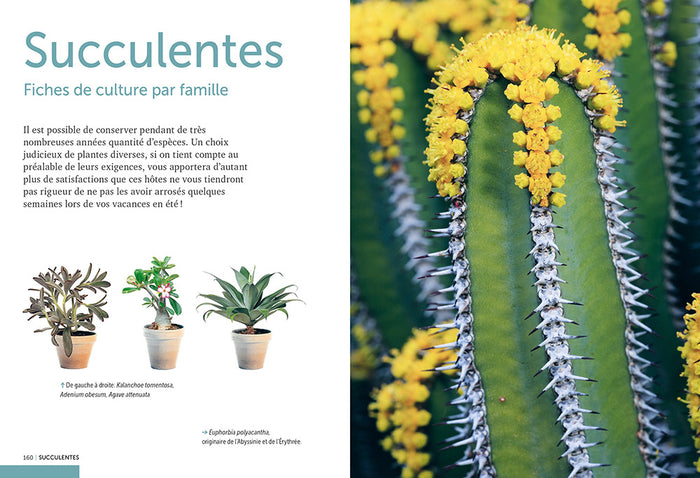 Cactées et succulentes - Comment les cultiver et les entretenir facilement