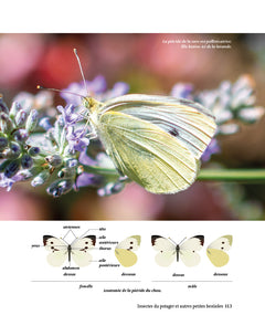 A la rencontre des insectes du potager