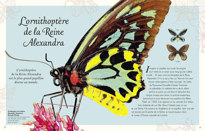 Anthologie illustrée des insectes étonnants et autres petites bêtes