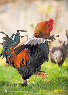 Mais pourquoi mes poules font ça ?