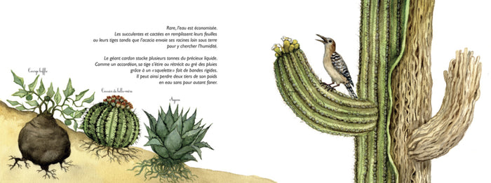 Dessine-moi un désert !