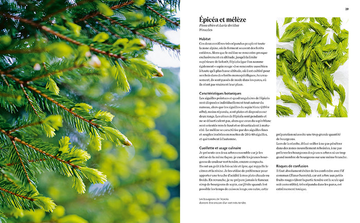 La cuisine des plantes sauvages