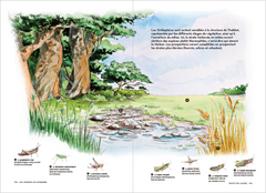 Les carnets du scarabée - Insectes