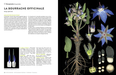 Encyclopédie des plantes libres - Toutes les familles de plantes à fleurs sauvages d'Europe