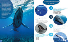 Les baleines