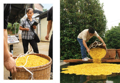L'Osmanthus en parfumerie