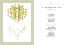 Le tarot des plantes sauvages