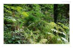 Jardin jungle - Inspirations et plantes adaptées à nos climats