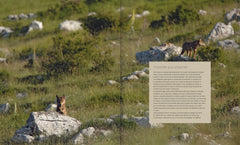 Marche avec les loups