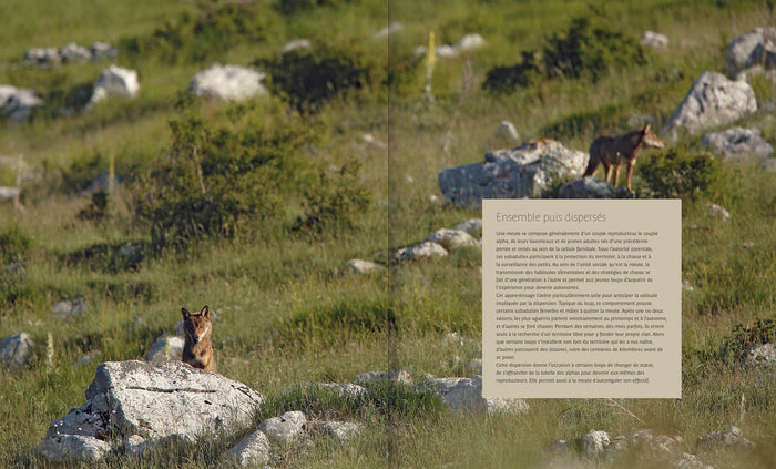 Marche avec les loups