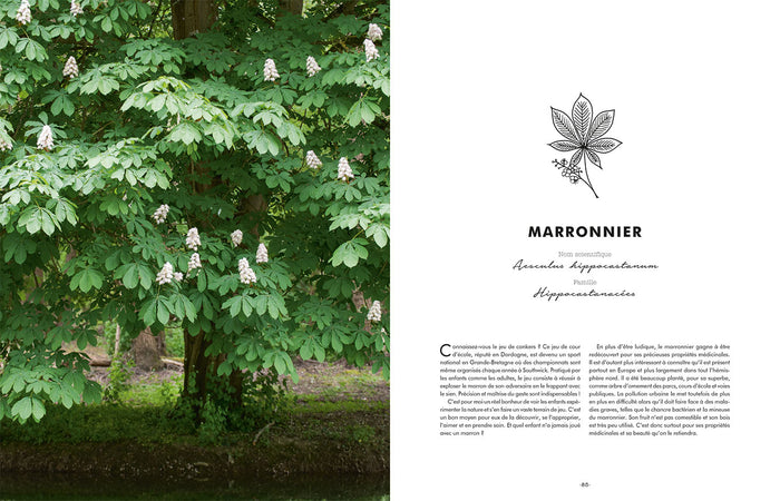 Les bienfaits des arbres