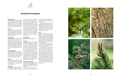 Les bienfaits des arbres