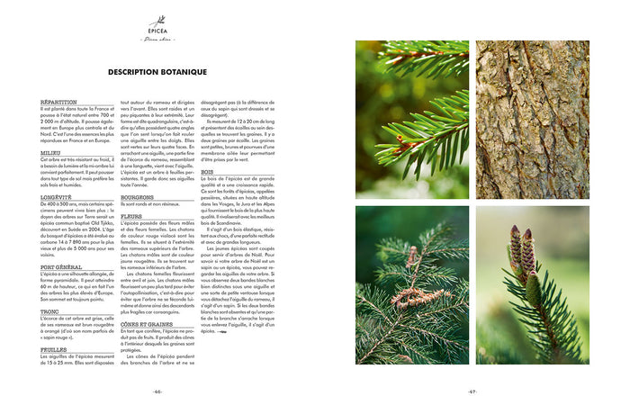 Les bienfaits des arbres