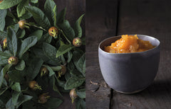 Les bienfaits des arbres