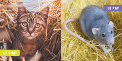MON PREMIER DOC PHOTO - ANIMAUX DE LA FERME