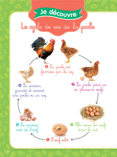 Joli coq, niveau 1 - J'apprends à lire Montessori