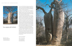 Le tour du monde en 80 arbres