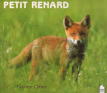 Petit renard