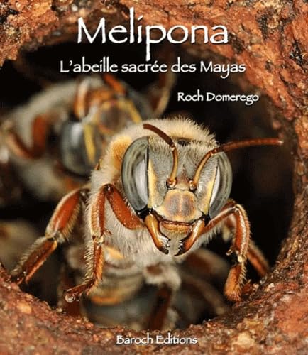 Melipona, l'abeille sacrée des Mayas
