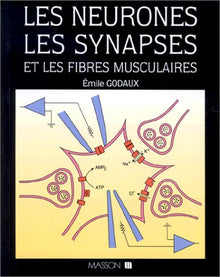 Les neurones, les synapses et les fibres musculaires