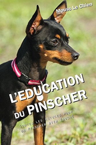 L'éducation du Pinscher