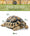 Tortues terrestres