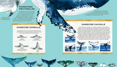 La vie secrète des baleines