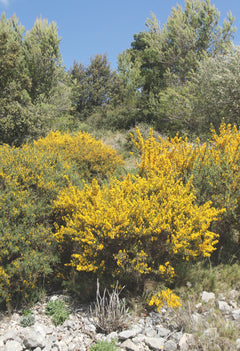 Balades à vélo dans les Alpilles