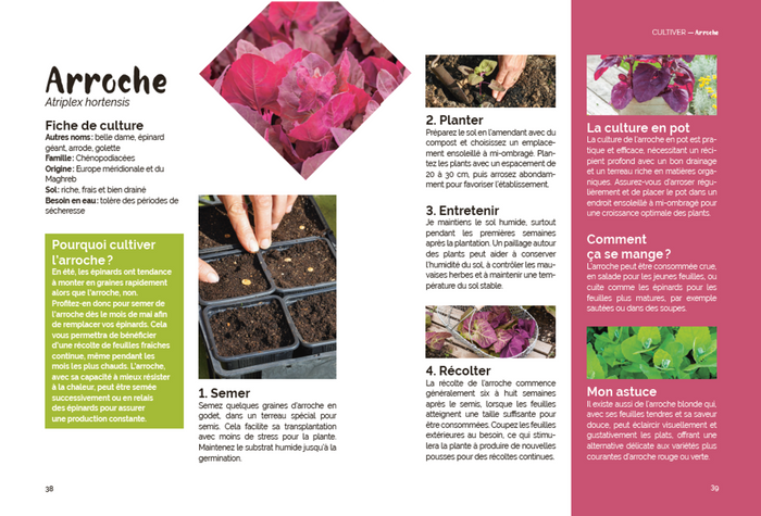 Un potager pas comme les autres