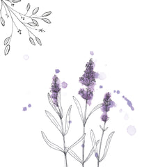 Dessins en 5 étapes