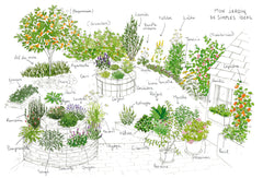 Les herbes aromatiques