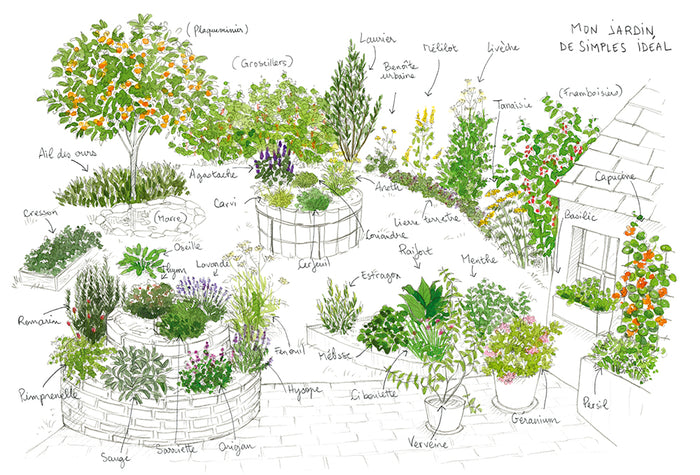 Les herbes aromatiques